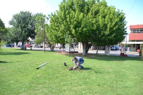 Replantación de árboles en el Parque Cívico