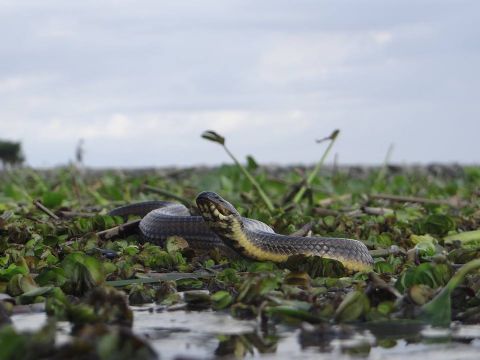 El otro lado de los camalotes: son depuradores del agua del río