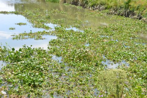 El Municipio decidió la “prohibición preventiva de baño, permanencia y acampe en la costa local”