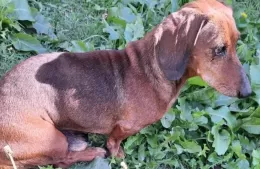 Buscan a “Pancho”