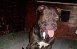 Buscan a "Moro", un pitbull que se perdió de la zona de Villa Roca