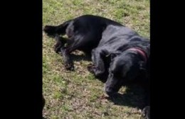 Buscan a "Negro", labrador perdido en la zona de 17 y 152