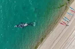 Una travesía inolvidable junto a la Escuela de Kayak de Berisso