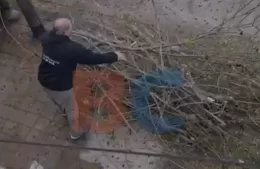 Vecinos indignados con un veterinario que mandó a podar árboles