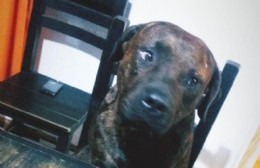 Sujeto denunciado por atacar a machetazos a un pitbull