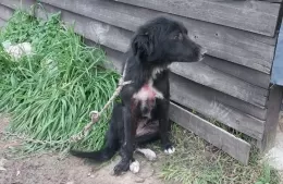 Rescatan animales en estado de abandono: dos mujeres imputadas por maltrato