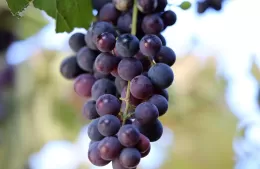 Recorrido de maridajes: “Tierra de Vino y Cultura”