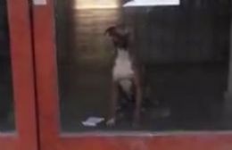 Un perrito quedó en el interior de la Escuela de Arte