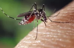 Dengue: aclaran que la situación de Berisso es “totalmente distinta” a la de La Plata
