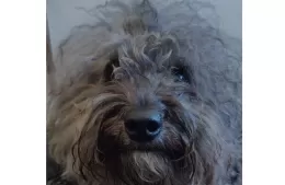 “Es parte fundamental de la familia”: buscan al caniche “Darko”