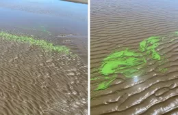 Reporte de situación por la presencia de cianobacterias