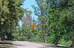 Se cayó un árbol y obstruye totalmente la calzada en avenida Río de Janeiro