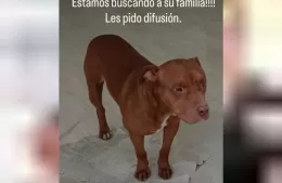 Encontraron un perro asustado por la pirotecnia