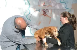 Cronograma semanal de jornadas veterinarias