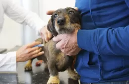 Continúan las Jornadas de Atención Veterinaria en distintos puntos de la ciudad