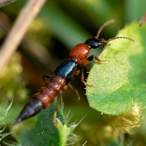 Alerta por insecto encontrado en Los Talas