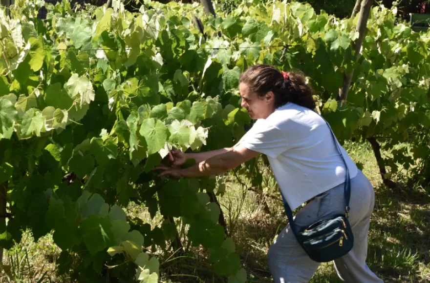 Visita a los frutales de la zona.