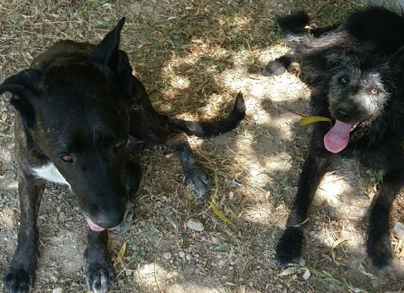 Las mascotas en cuestión.