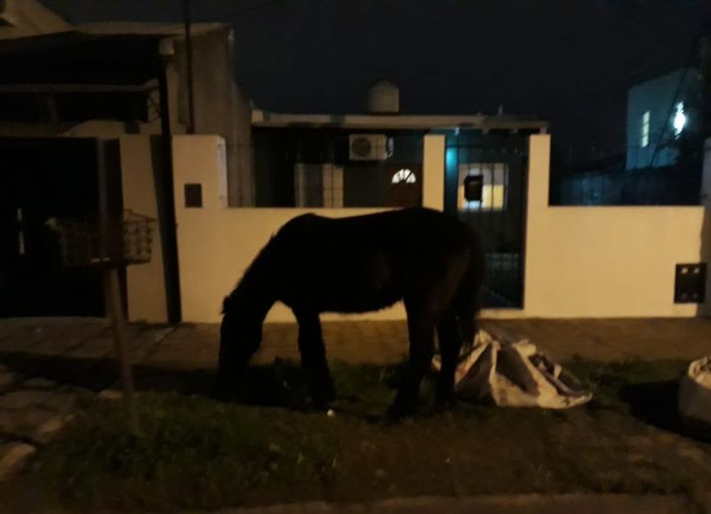 Los equinos continúan circulando como panchos por su casa.