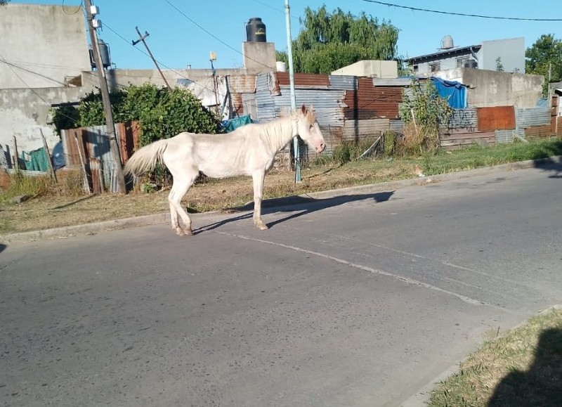 El equino en cuestión.