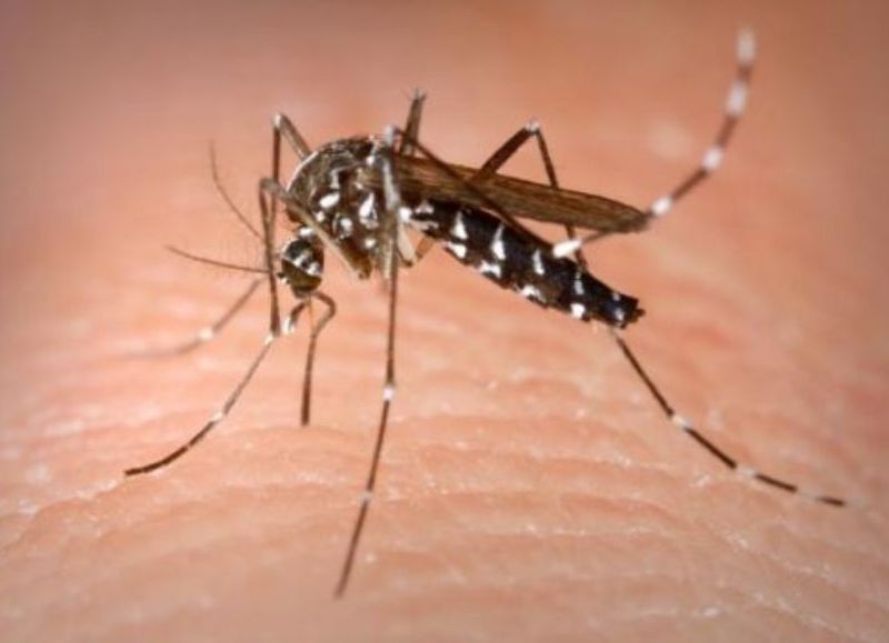 El mosquito aedes.