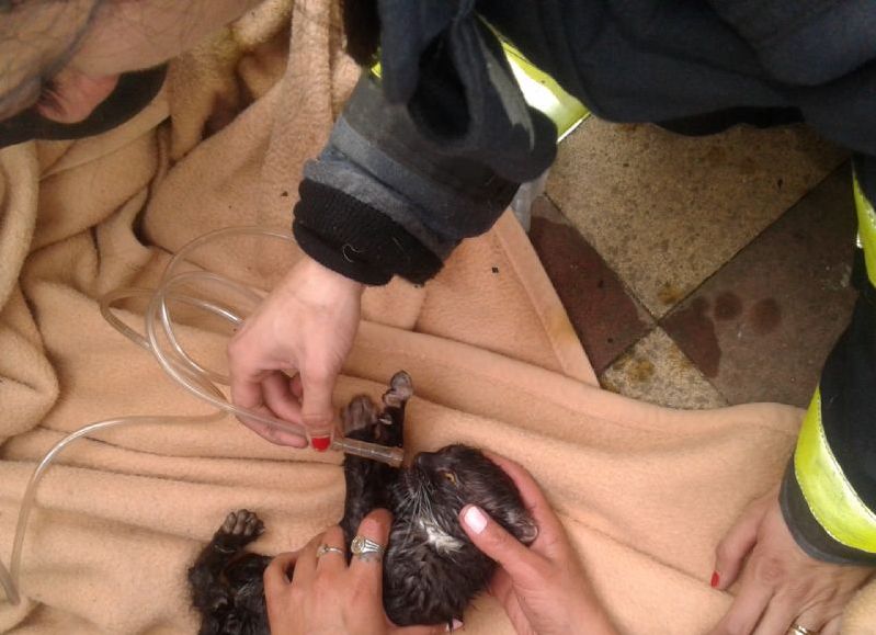 Los bomberos salvaron a las mascotas.