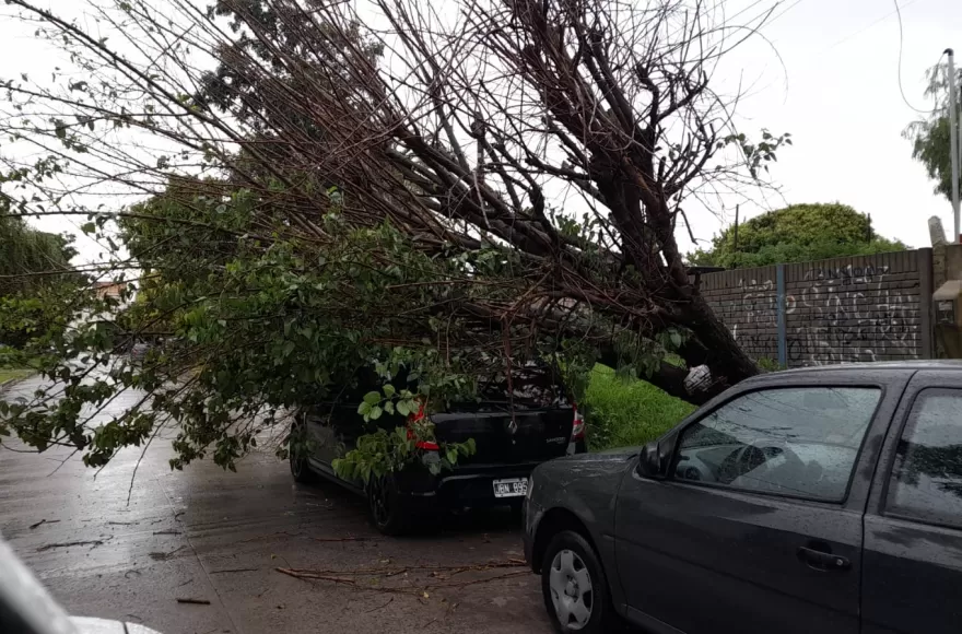 Árbol caído sobre un auto.