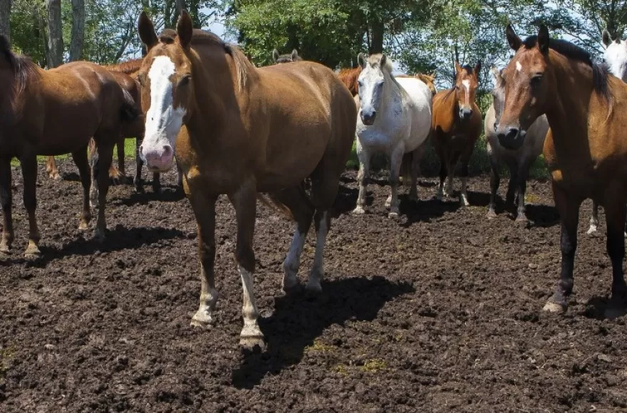 No se transmite de caballo a caballo.