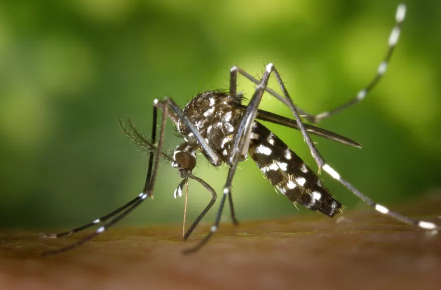 Guerra al aedes aegypti.