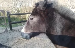 Buscan al dueño de un equino rescatado