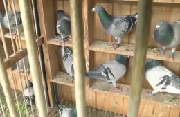 Ni las palomas se salvan del recorte de Sturzenegger y Milei