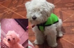 Buscan a "Zeus", cachorro desaparecido: ofrecen recompensa