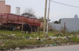 Piden al dueño de un terreno que lo ponga en condiciones