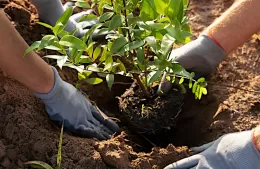 Jornada de plantación y entrega de árboles