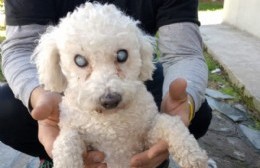 Caniche perdido: buscan a su familia