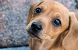 Jornada veterinaria gratuita: vacunación antirrábica, desparasitación y tratamiento antisárnico