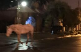 Caballos dueños de los accesos y calles de la ciudad