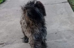 Buscan a "Brandi", perrita perdida en Villa Zula