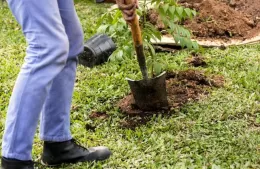 Entregan árboles a vecinos de Berisso