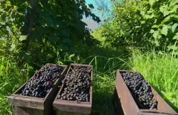 El vino de la costa en su máximo esplendor