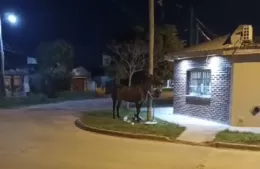 Villa Zula: vecinos reclaman por la presencia de caballos sueltos