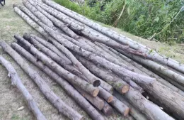Preocupación vecinal por tala de árboles en el Terraplén Costero