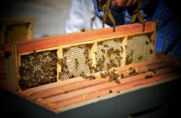 Berisso se convirtió en un santuario apícola