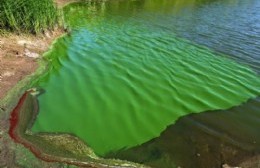 Alerta por cianobacterias en la costa berissense