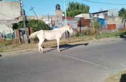 Vecinos preocupados por el estado de un caballo en la vía pública