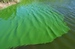 Precaución ante la posible presencia de cianobacterias