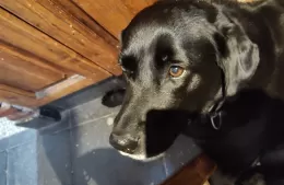 Labradora perdida: la familia de “Shayla” la espera
