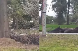 Malestar de vecinos por tareas de deforestación