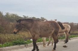 Equinos sueltos: Una constante