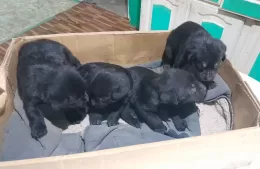 Cachorritos abandonados en un zanjón: buscan familia